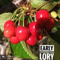 Early Lory Erkenci Kiraz Fidanı 130-150 cm, 3 yaş Tüplü/Saksıl
