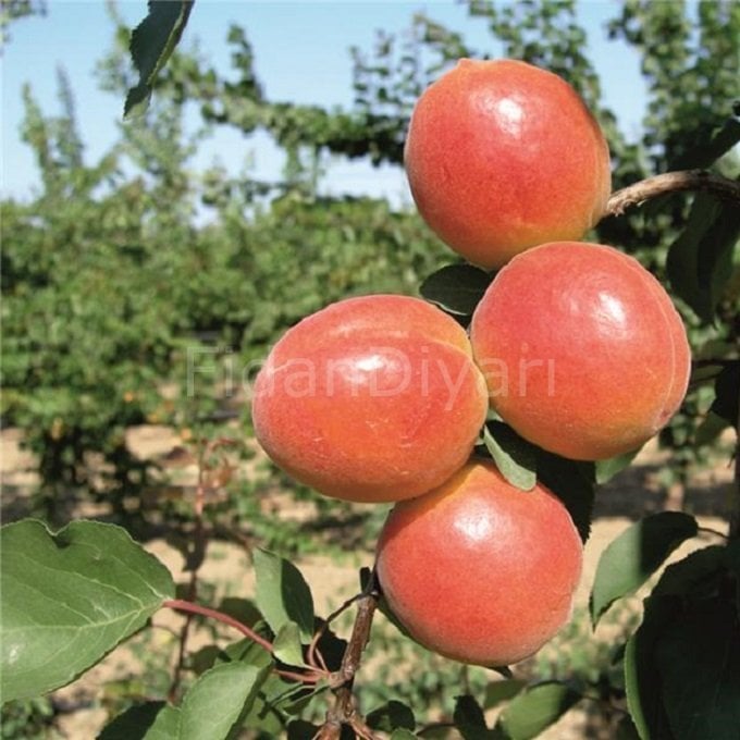 Açık köklü Orange Ruby  Kayısı fidanı