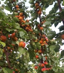 Açık köklü Orange Ruby  Kayısı fidanı