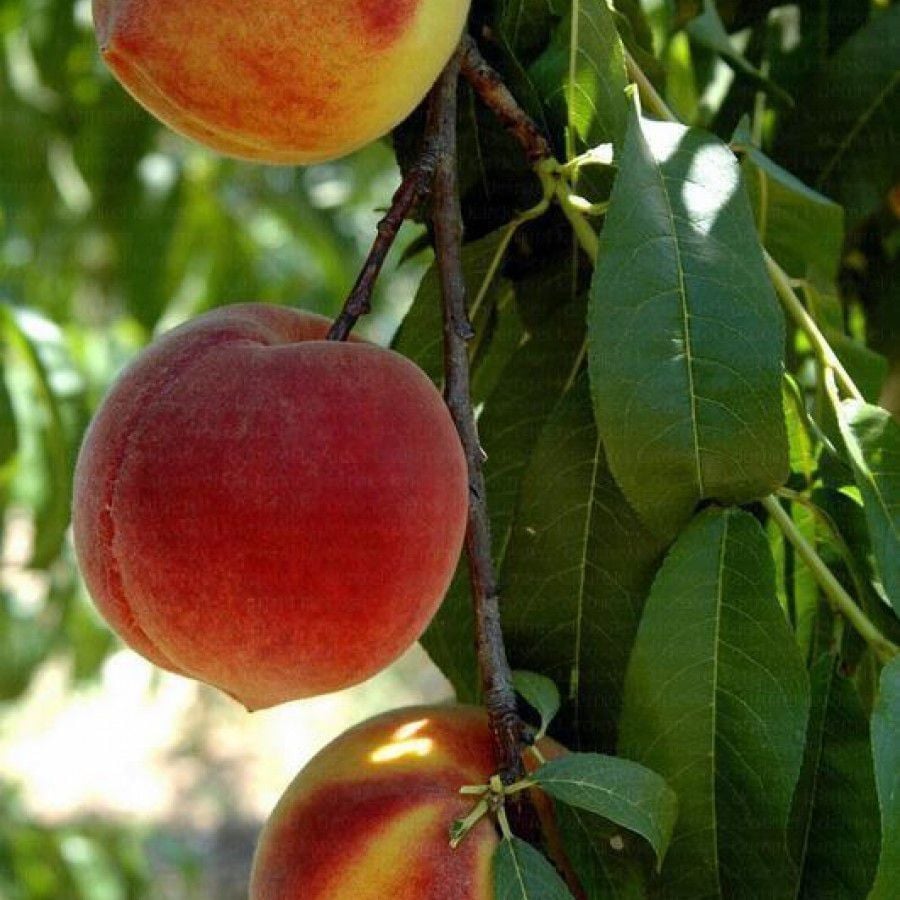 Tatlı Bol Sulu Şeftali Fidanı 200 cm, 5-6 yaş Saksılı