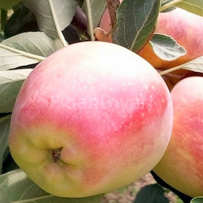 Açık Köklü Anna Elma Fidanı,