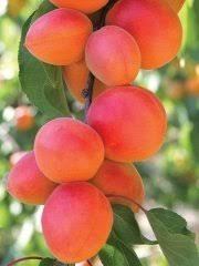 Tatlı Perfect Red Kayısı Fidanı 200 cm,5-6 yaş Saksılı