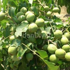 Açık köklü Chandler Salkım Ceviz fidanı, İnce kabuklu*3yaş