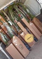 3 Adet Gemlik (Trilye) Zeytin Fidanı 150-180 cm, Tüplü/Saksılı