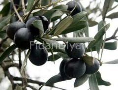 3 Adet Gemlik (Trilye) Zeytin Fidanı 150-180 cm, Tüplü/Saksılı
