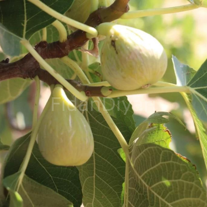 Bardacık İncir fidanı,  80-120 cm, Tüplü/Saksılı