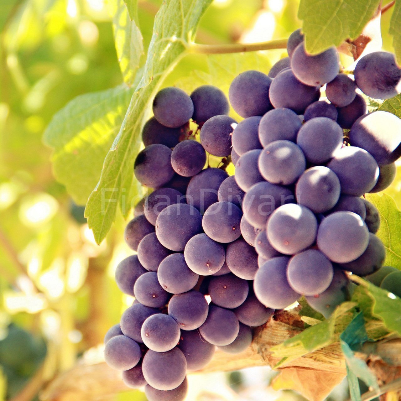 Sepette Siyah Üzüm Fidanı, 5-6 yaş