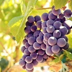 Sepette Siyah Üzüm Fidanı, 5-6 yaş