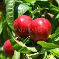 Açık köklü Caldesi 2000