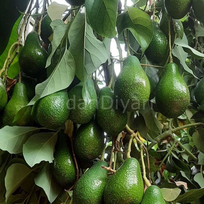 Zutano Avokado Fidanı, 80-100cm