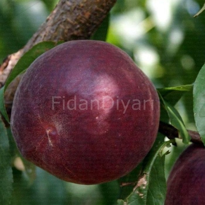 Açık köklü Royal Gem Şeftali Fidanı