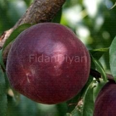 Açık köklü Royal Gem Şeftali Fidanı