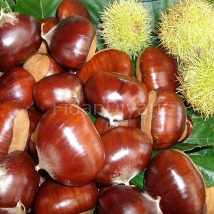 Açık Köklü Bouche de Betizac Kestane Fidanı