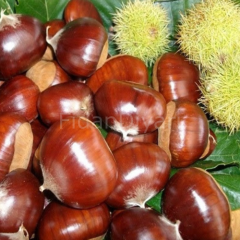 Açık Köklü Bouche de Betizac Kestane Fidanı