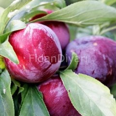 Açık Köklü Early Queen Erik Fidanı