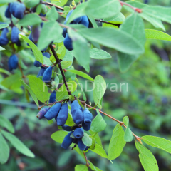 Bal Yemişi (Honeyberry ) Fidanı, 30-40 cm,