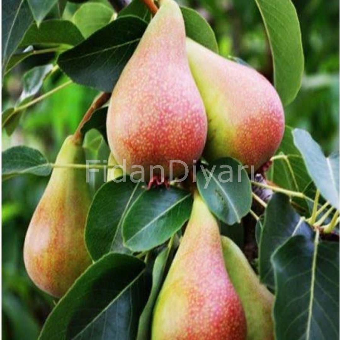 Açık köklü June beauty-Haziran güzeli Armut Fidanı