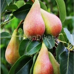 Açık köklü June beauty-Haziran güzeli Armut Fidanı