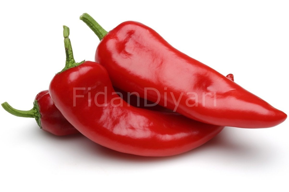 Salçalık, Dolmalık, Kapya Biber Fidesi 50 adet