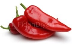 Salçalık, Dolmalık, Kapya Biber Fidesi 50 adet