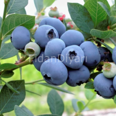 Legacy Yaban Mersini Blueberry, 50-80 cm Tüplü/Saksılı