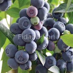 Brigitta Yaban Mersini Blueberry, 80-100 cm 4 Yaş,Saksılı