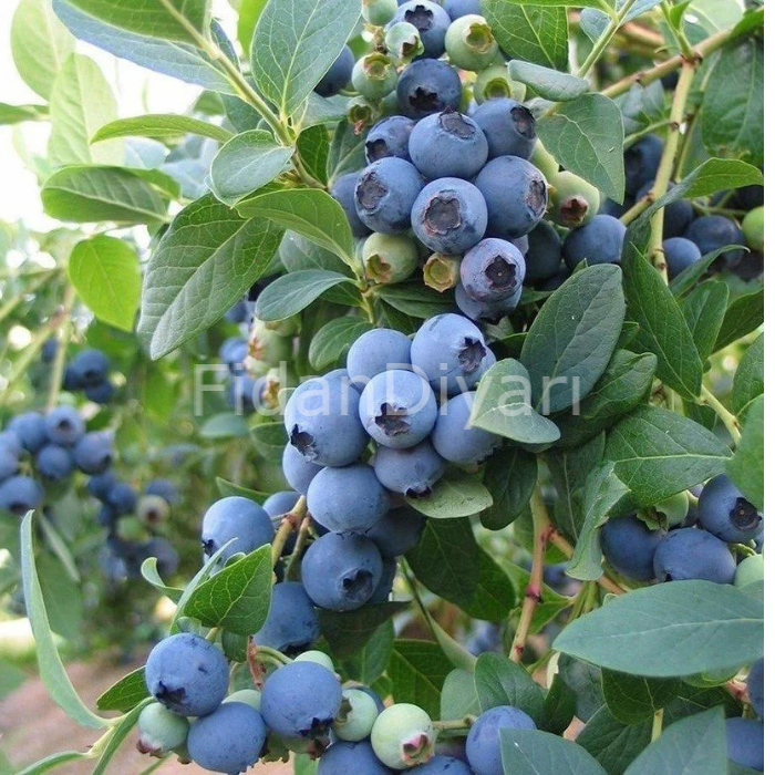 Duke Yaban Mersini Blueberry, 50-80 cm, Tüplü/Saksılı