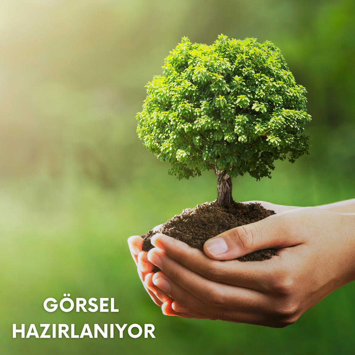 Büyük Parlak Yapraklı Duvar Sarmaşığı (Hedera Helix) 100-130 Cm üzeri Tüplü/Saksılı